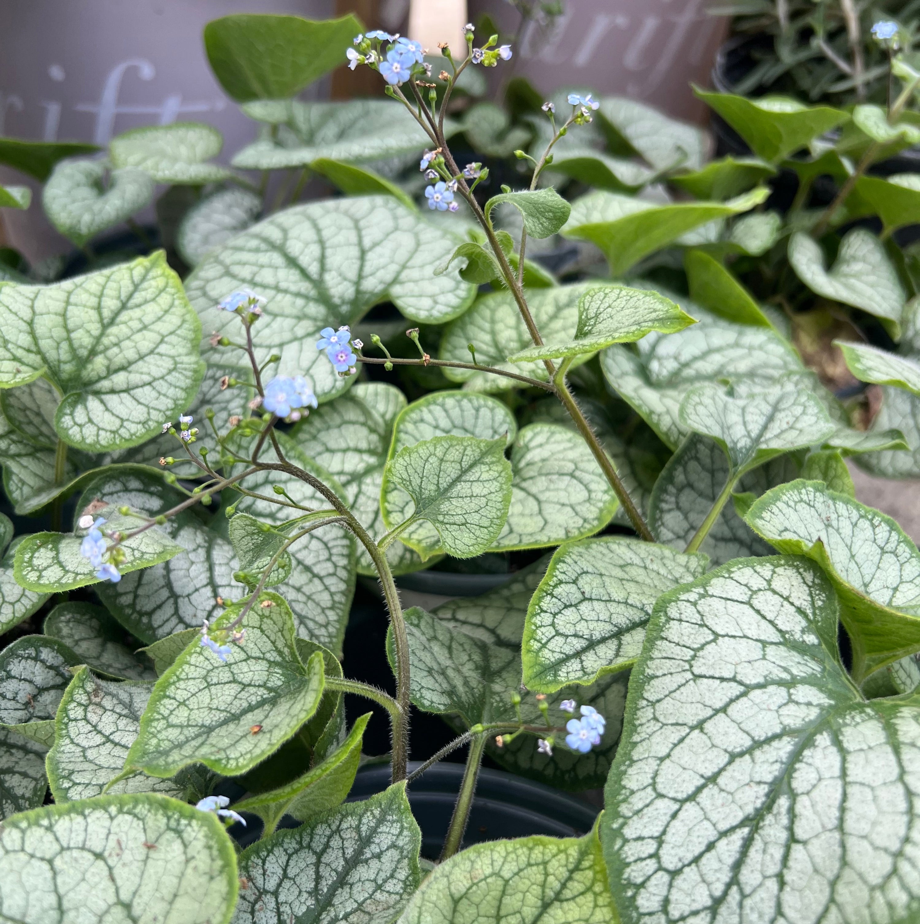 PERENNIAL Brunnera 'Jack Frost'