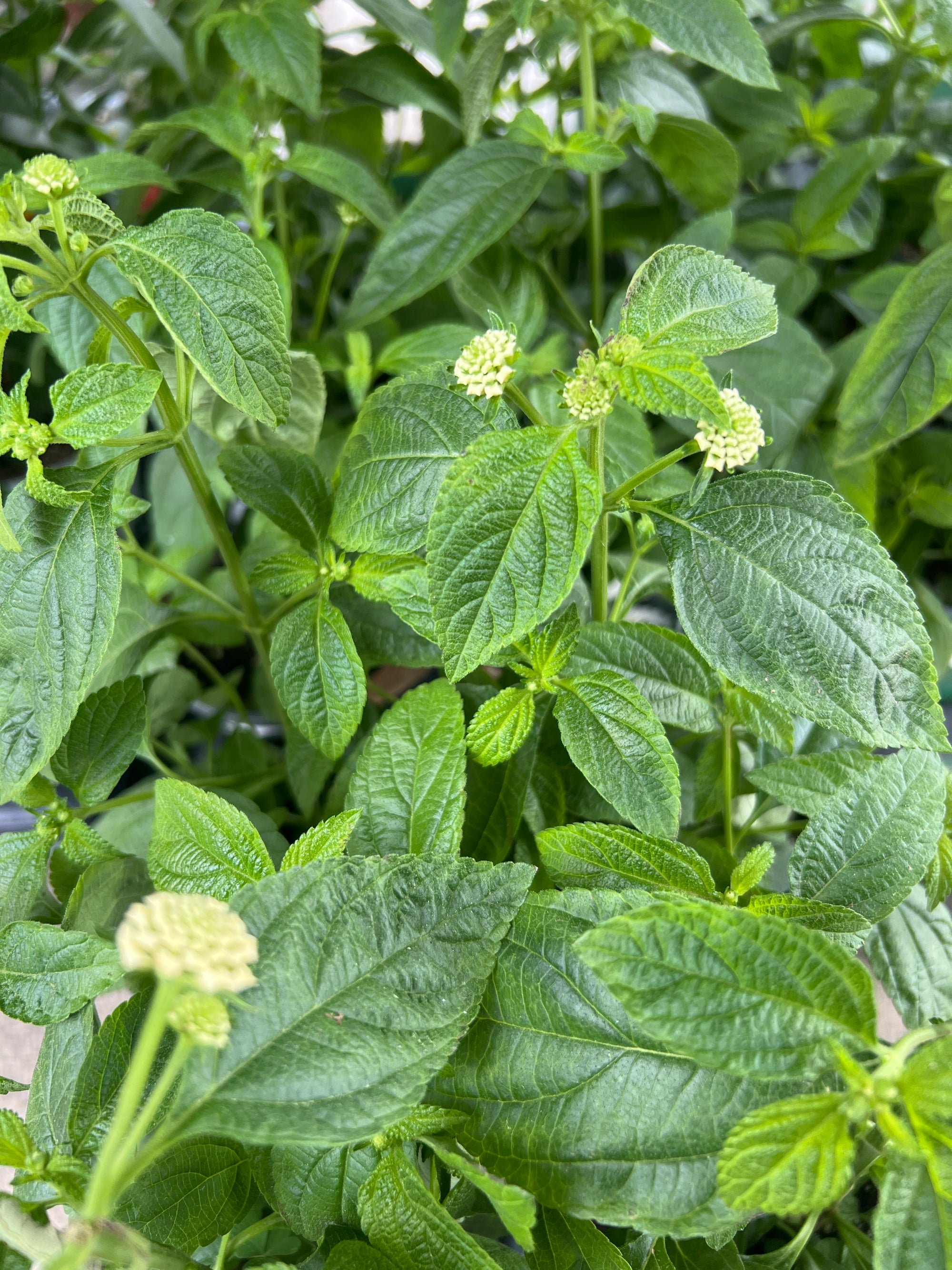 ANNUAL Lantana Lucky White