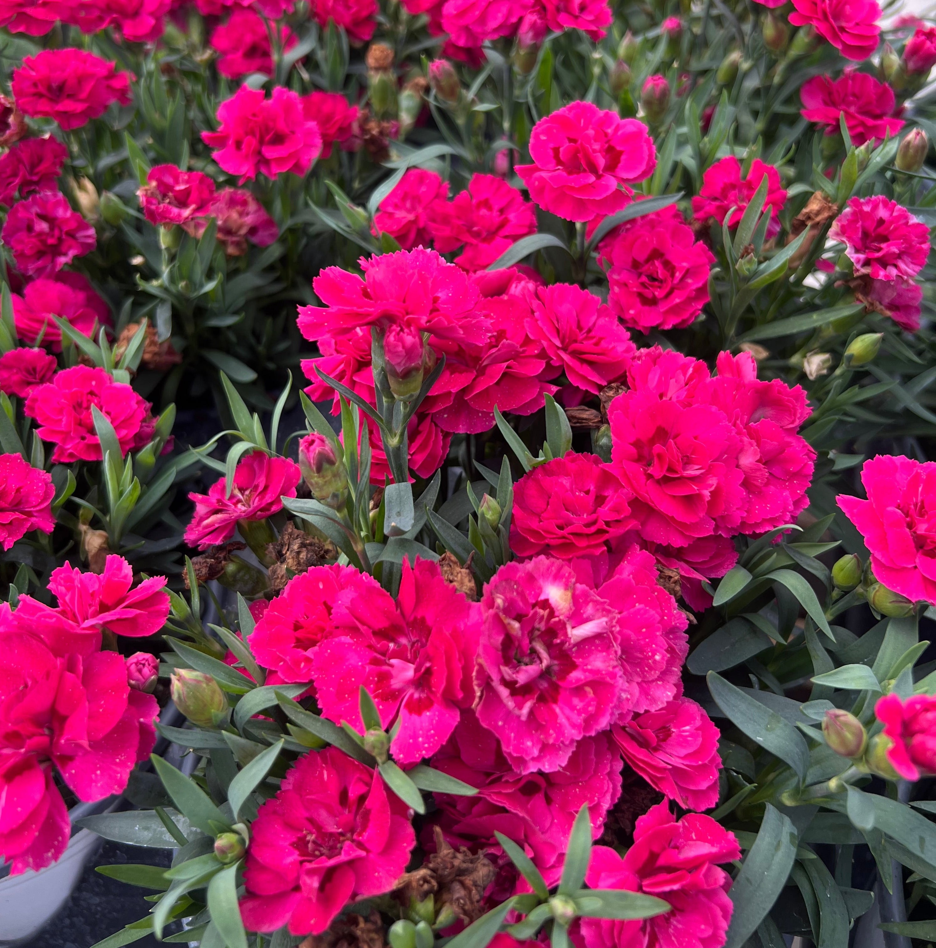 PERENNIAL Dianthus 'Oscar Cherry Velvet'