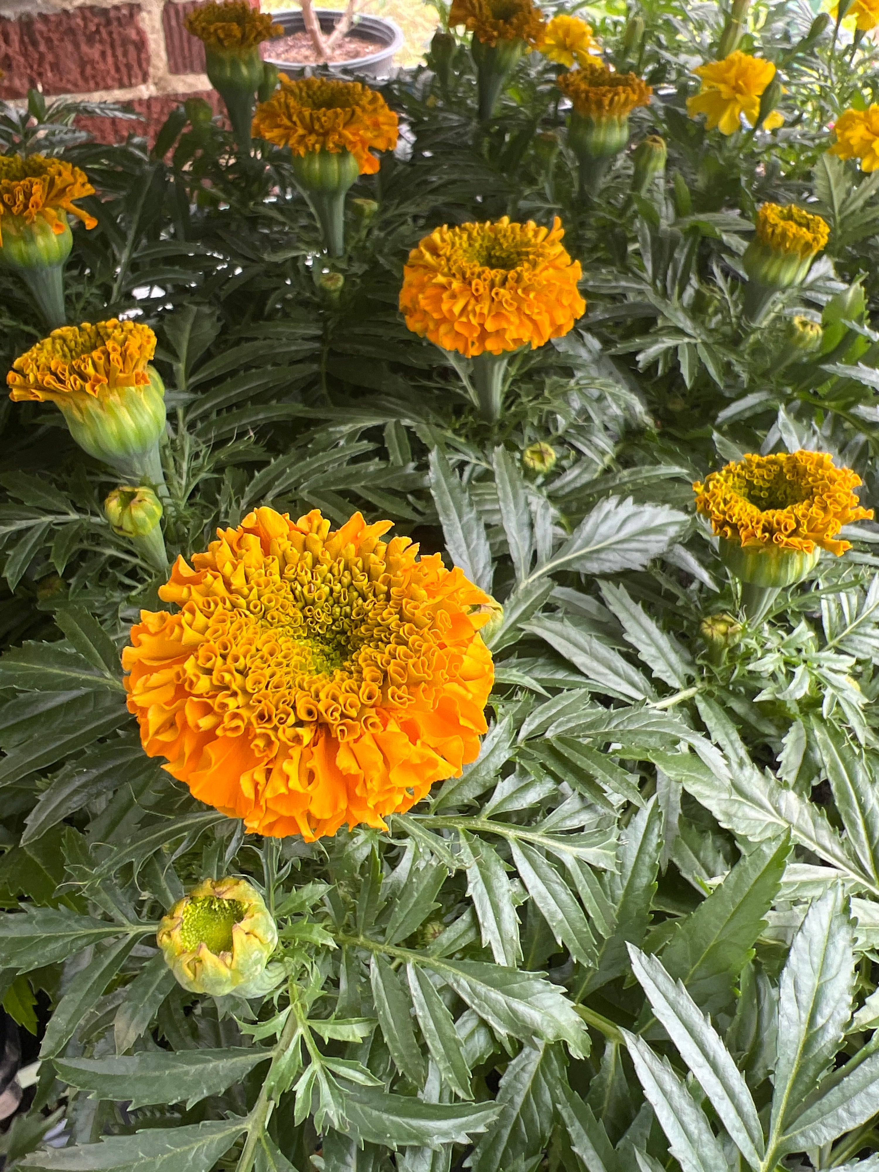ANNUAL Marigold Antigua® Orange
