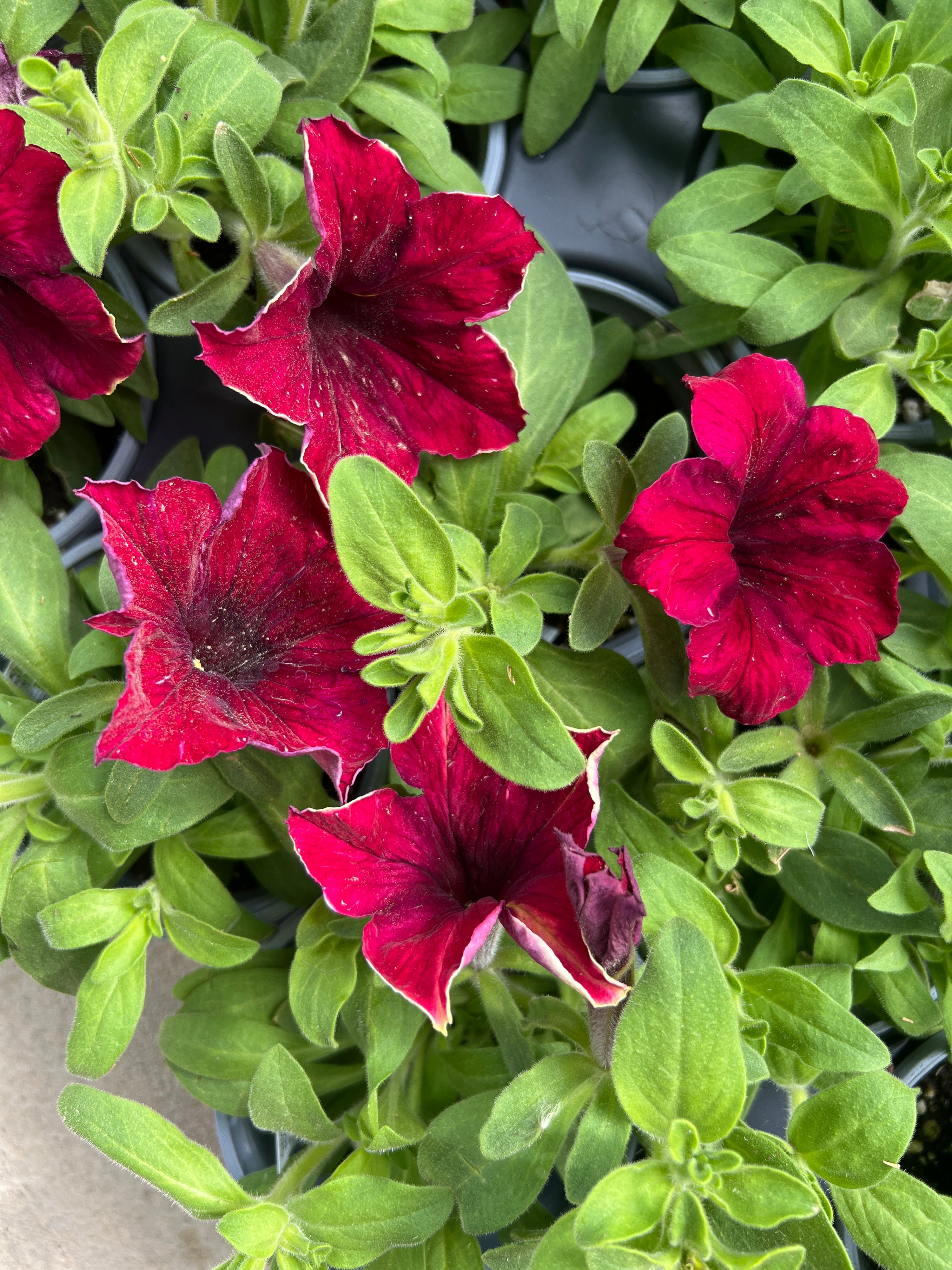 ANNUAL Petunia Crazytunia Mandeville