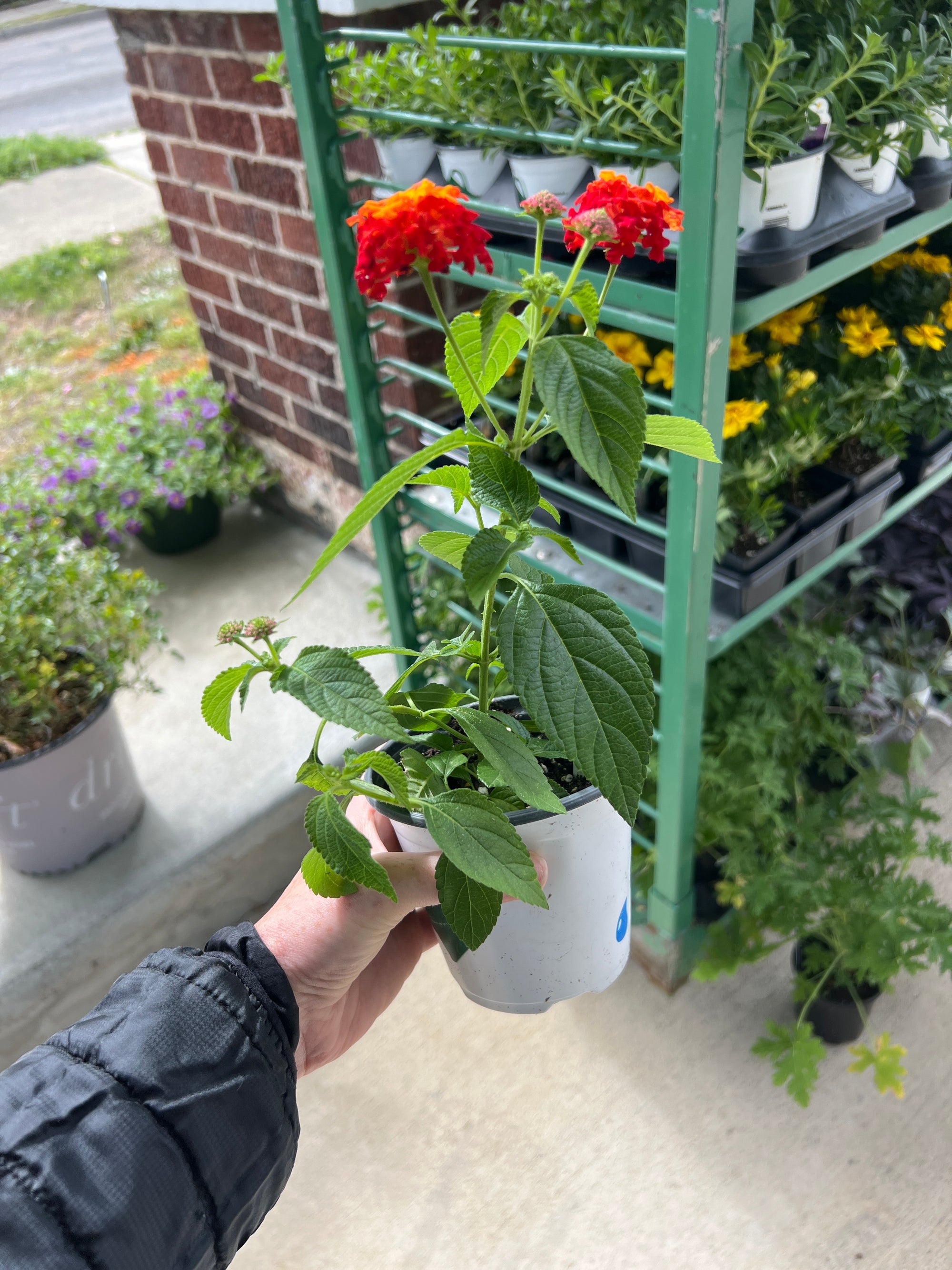 ANNUAL Lantana Lucky Red