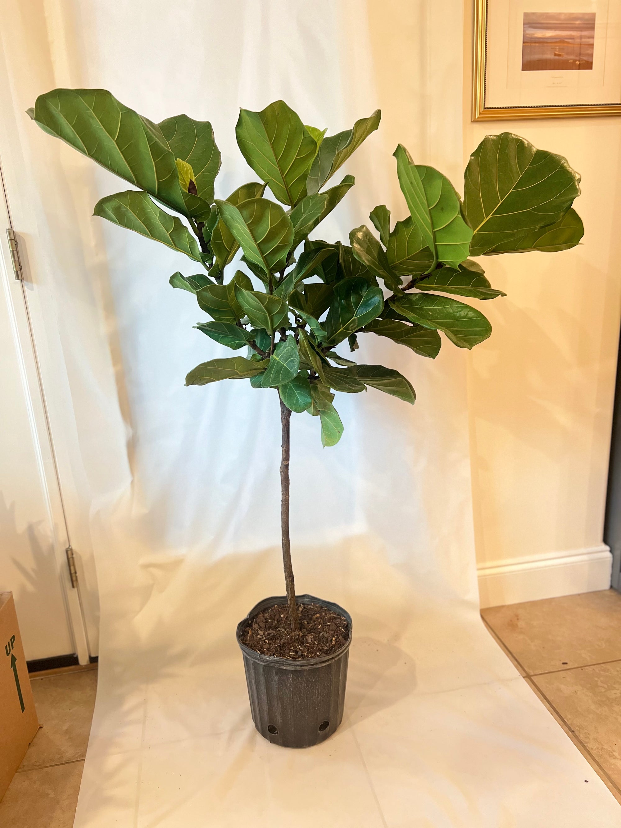 Ficus Lyrata Standard 4-4.5' 10”
