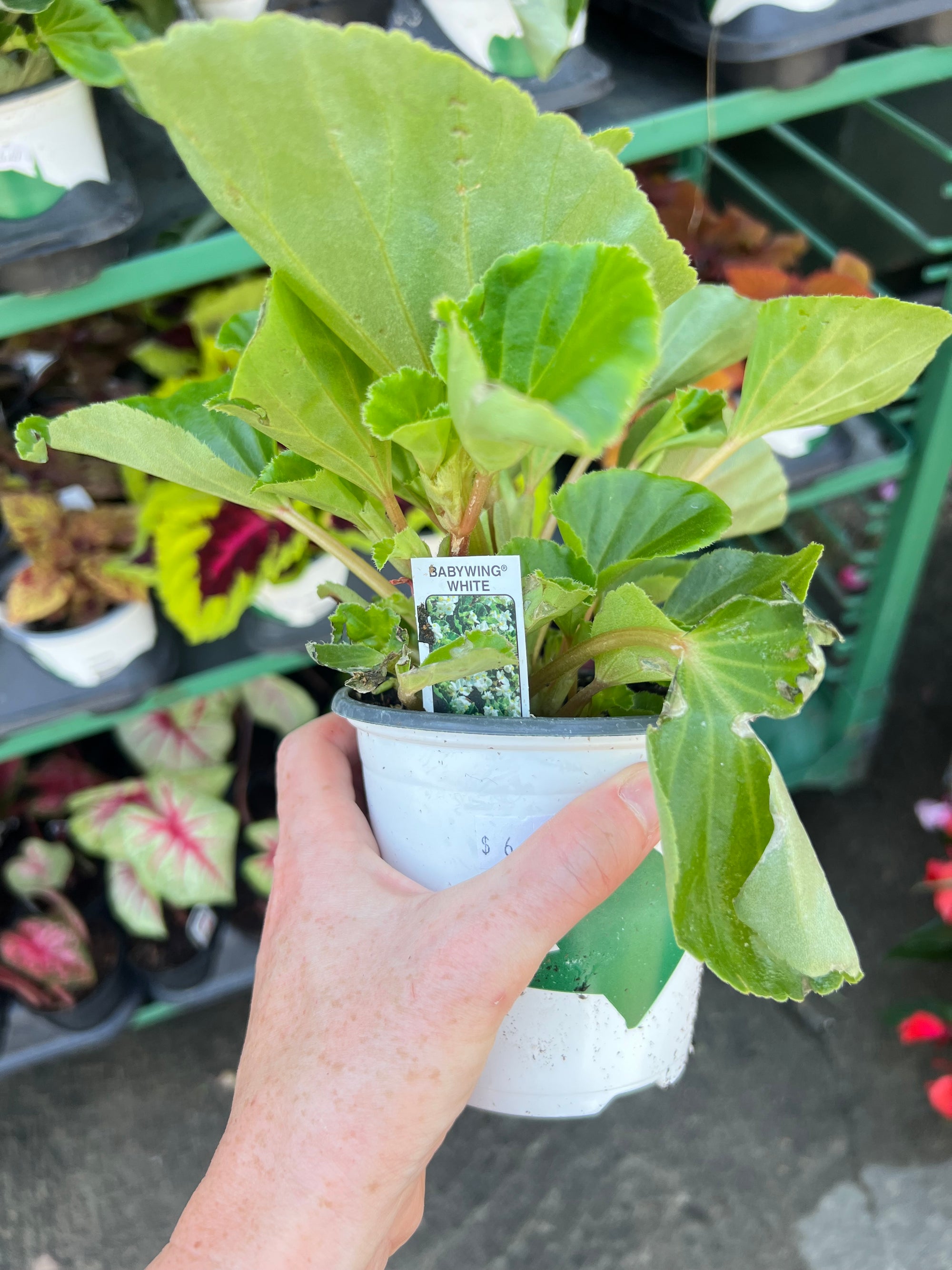 ANNUAL Begonia Babywing G/L White
