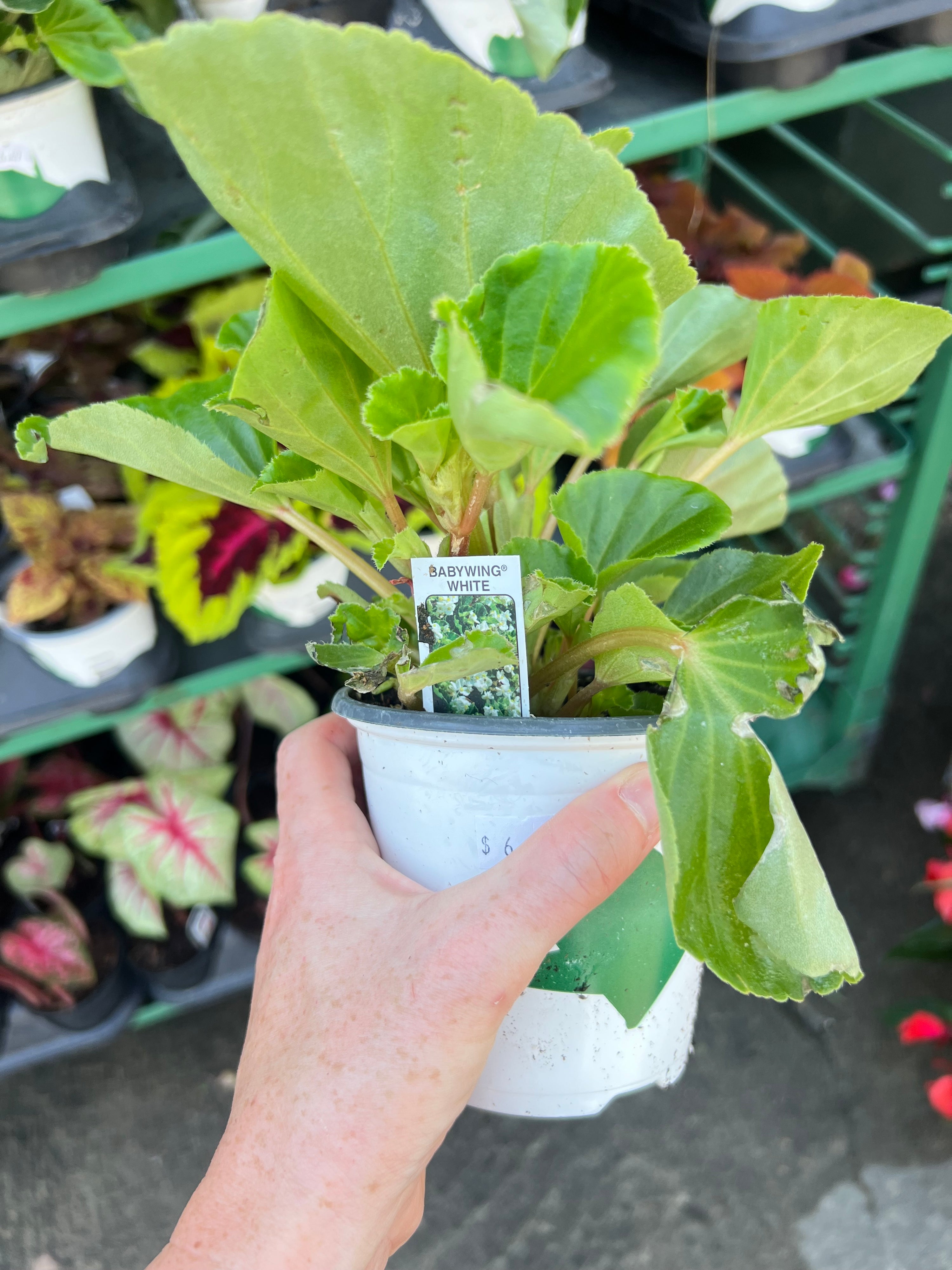 ANNUAL Begonia Babywing G/L White