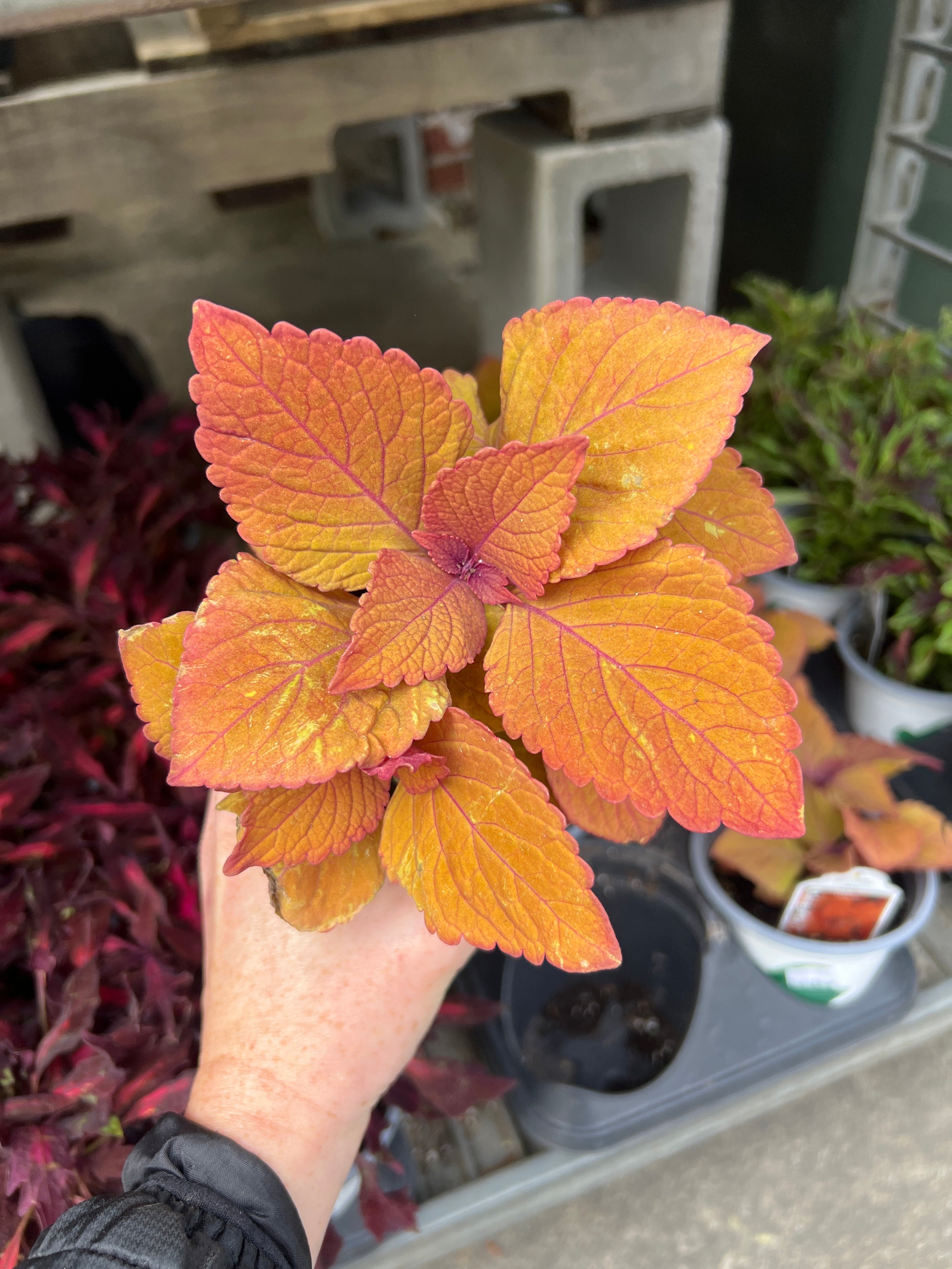 ANNUAL Coleus Charged Up Campfire