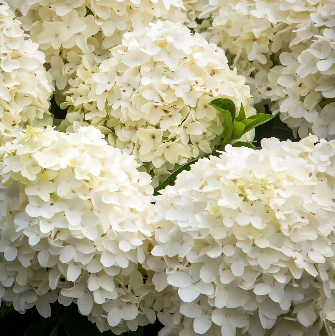 Close-up of white hydrangea flowers with a blurred background