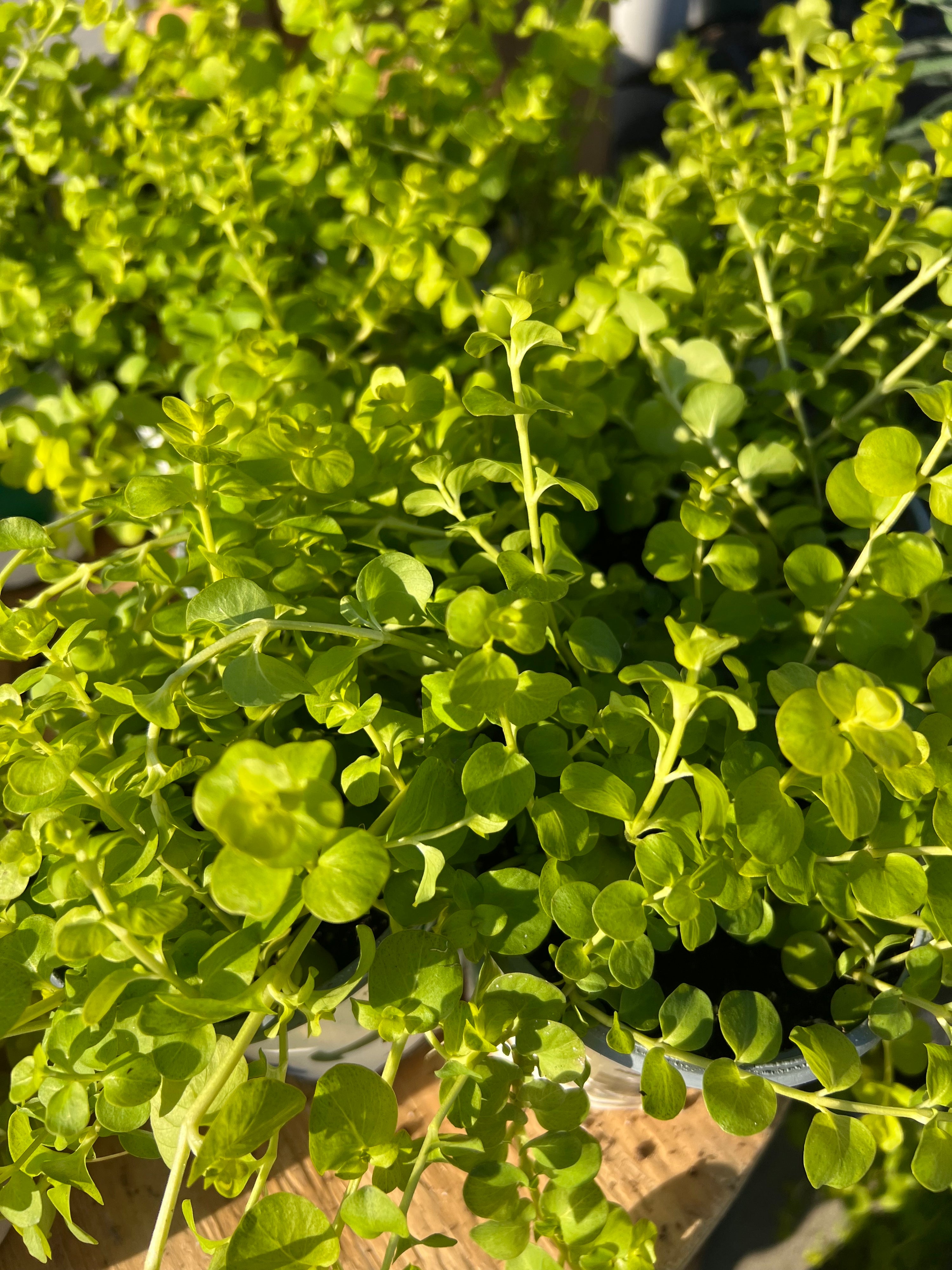 ANNUAL Creeping Jenny