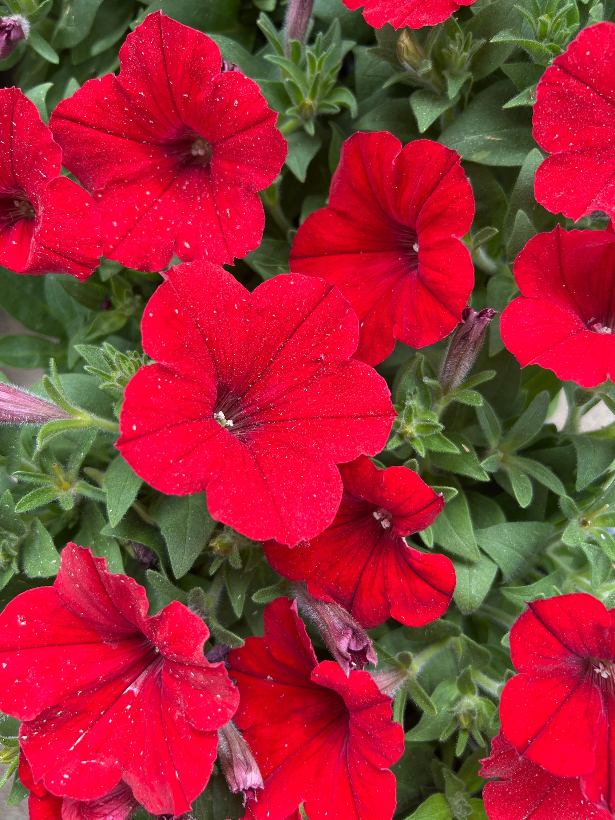 ANNUAL Petunia Cannon Ball Red