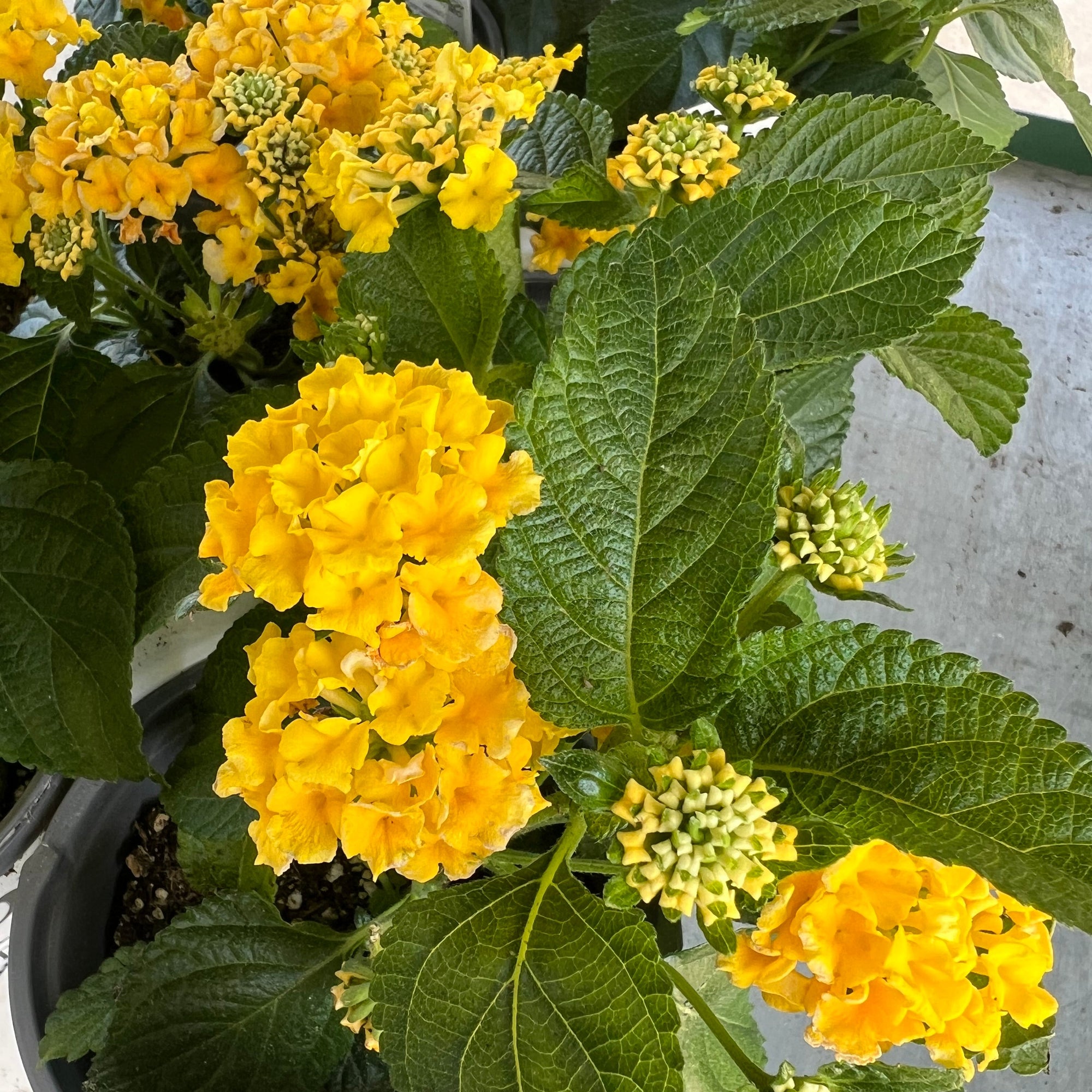 ANNUAL Luscious Lemon Tart Lantana PW