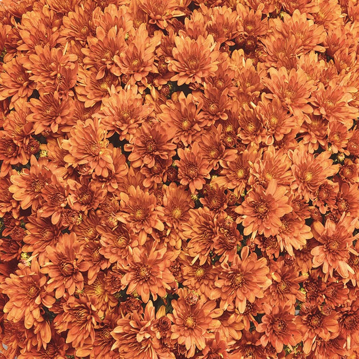 Belgian Mums®
