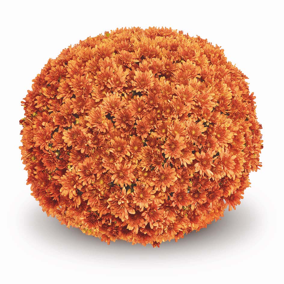Belgian Mums®