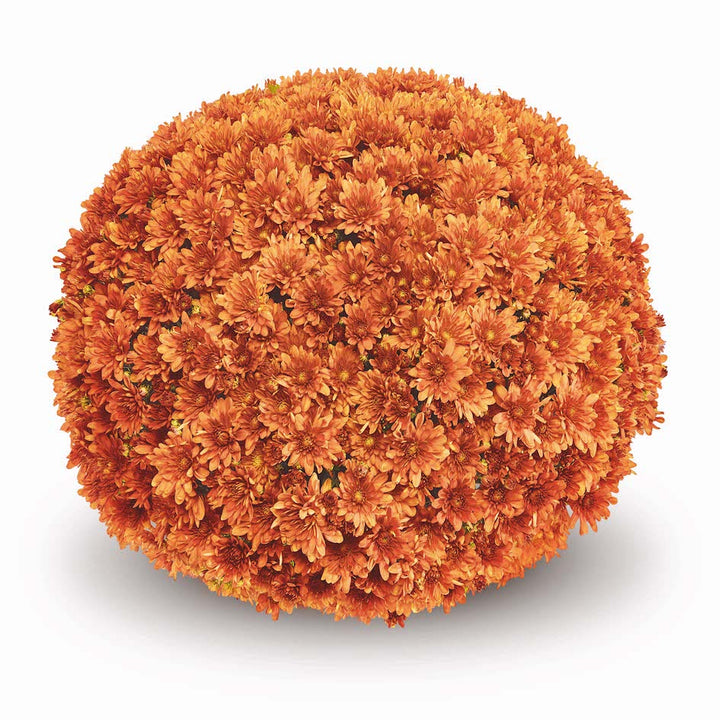 Belgian Mums®