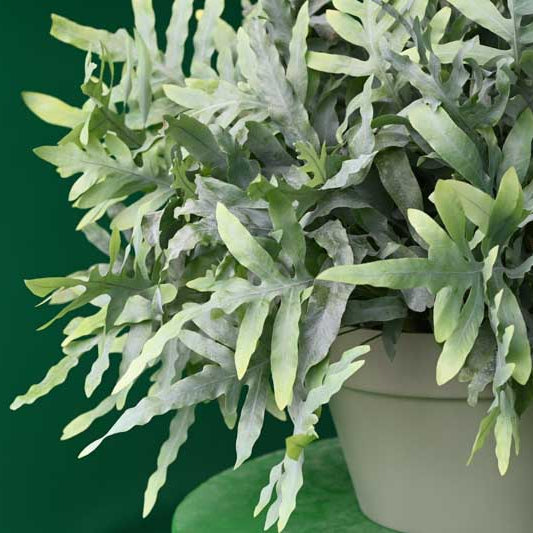 Potted plant with green leaves on a green background