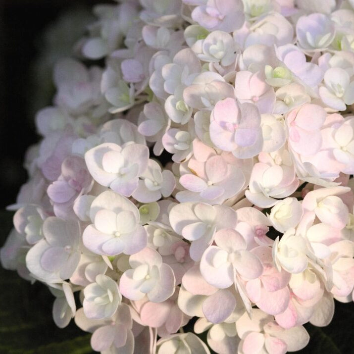 Blushing Bride Reblooming Hydrangea