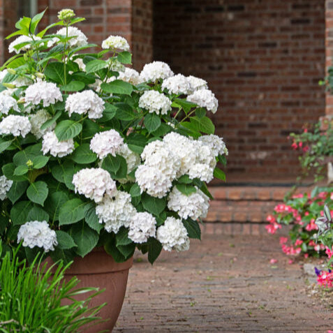 Blushing Bride Reblooming Hydrangea