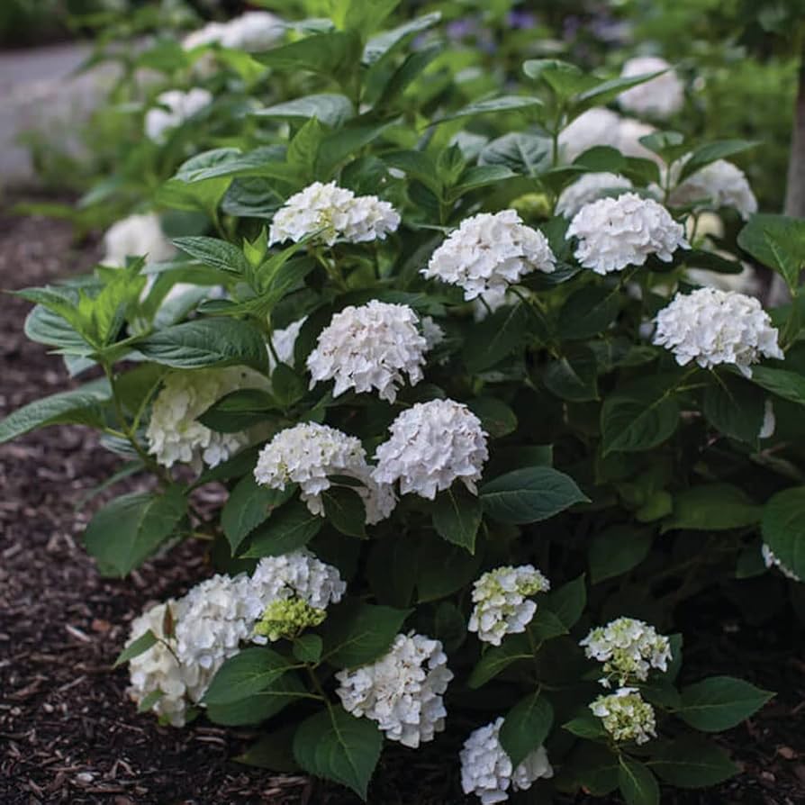 Blushing Bride Reblooming Hydrangea