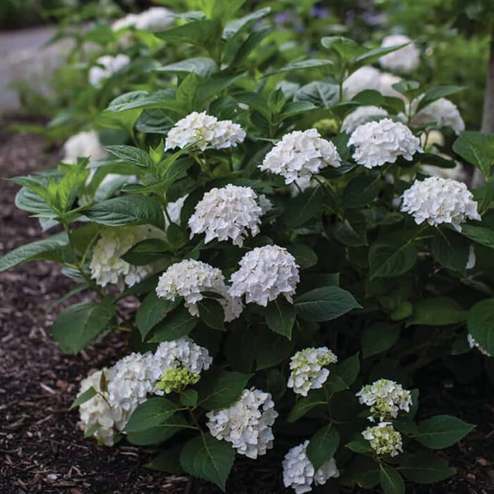 Blushing Bride Reblooming Hydrangea