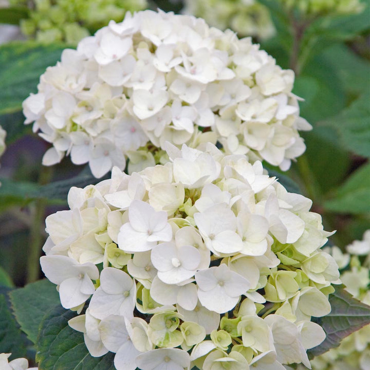 Blushing Bride Reblooming Hydrangea