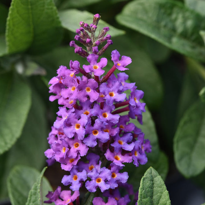 Chrysalis Blue™ Butterfly Bush