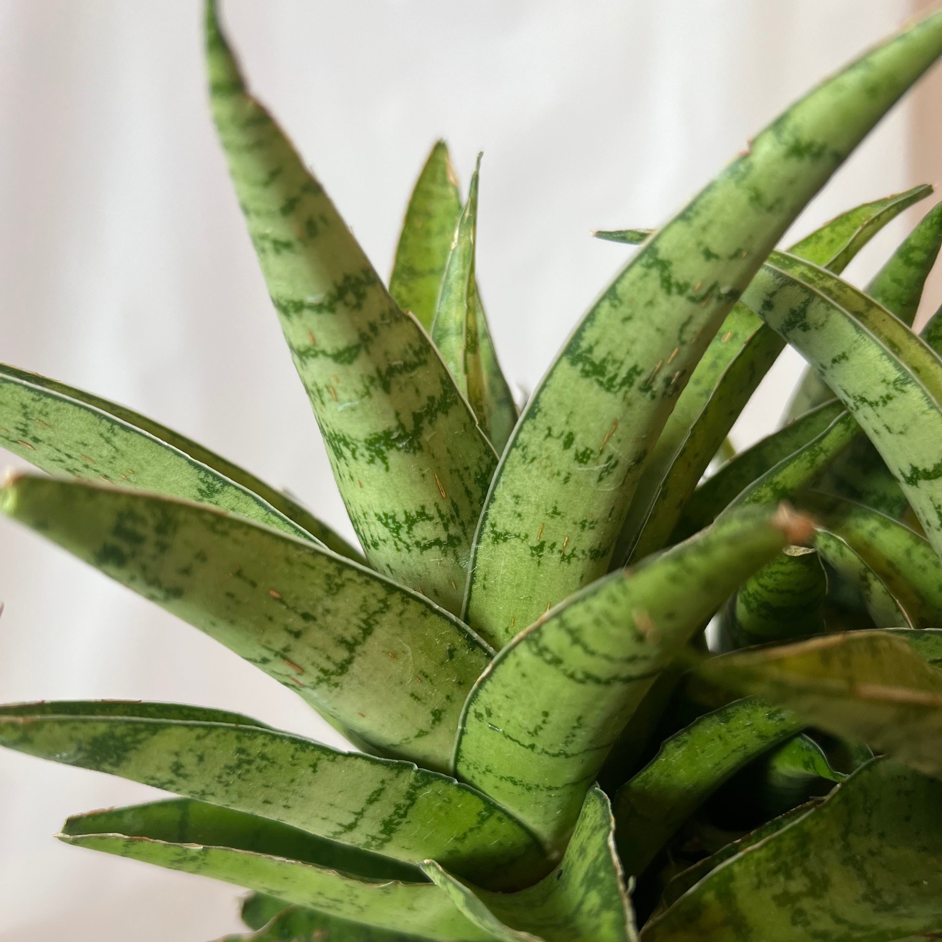 sansevieria danish crown SANSEVIERIA Crown 5”