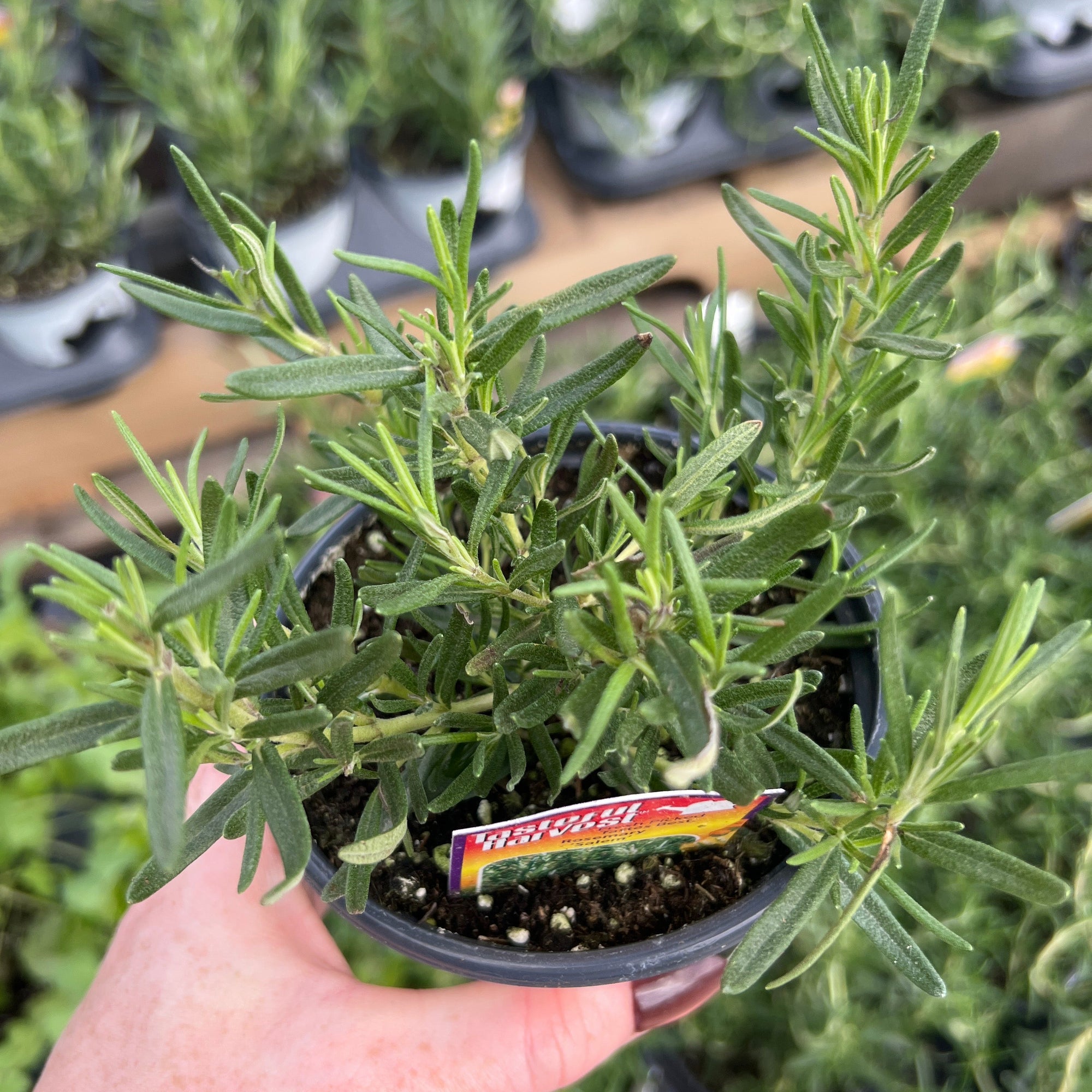 HERB 'Salem' Rosemary