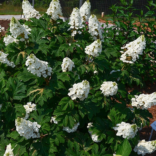 'Jetstream' Oakleaf Hydrangea