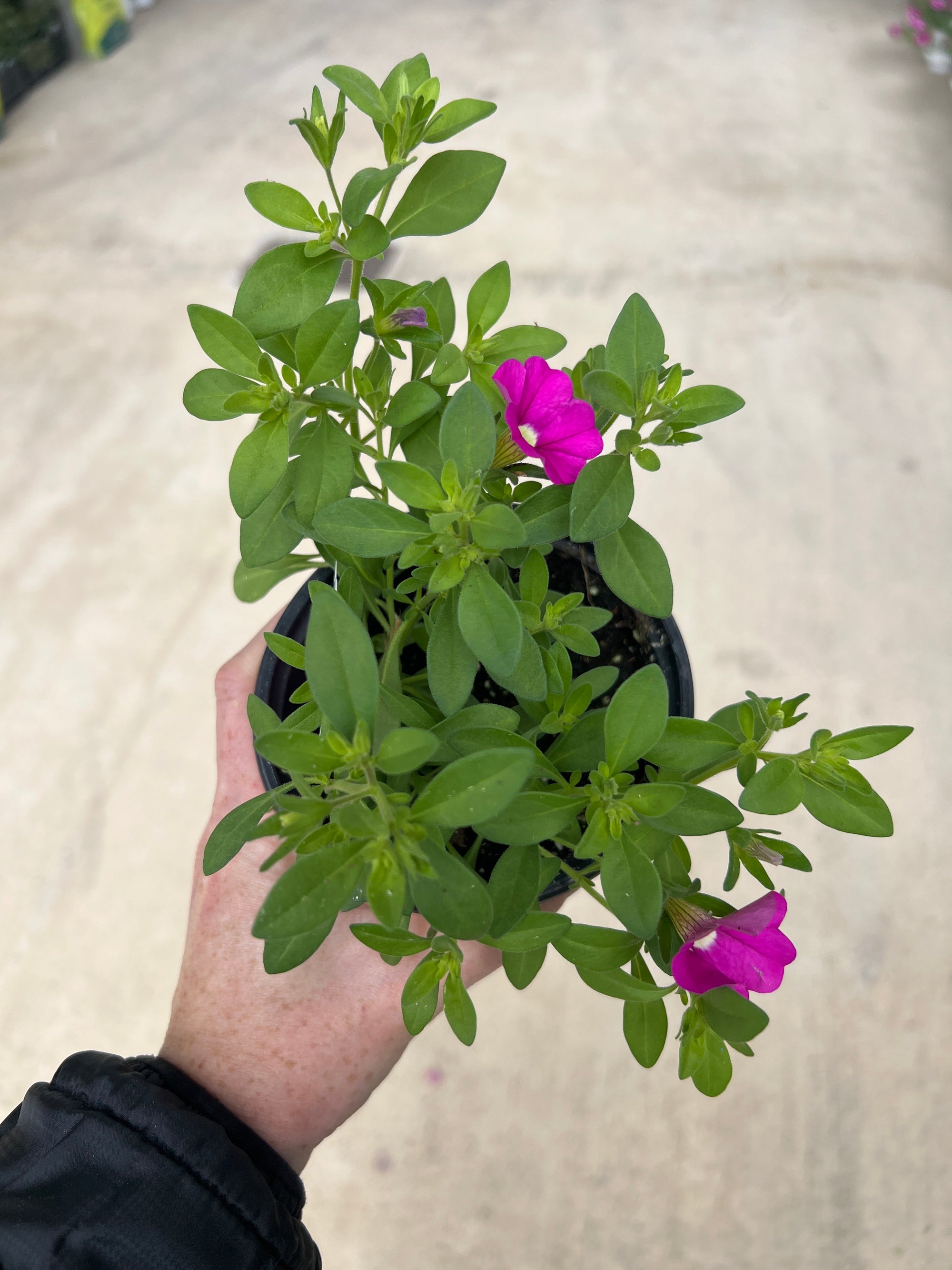 ANNUAL Calibrachoa Cabaret Pink