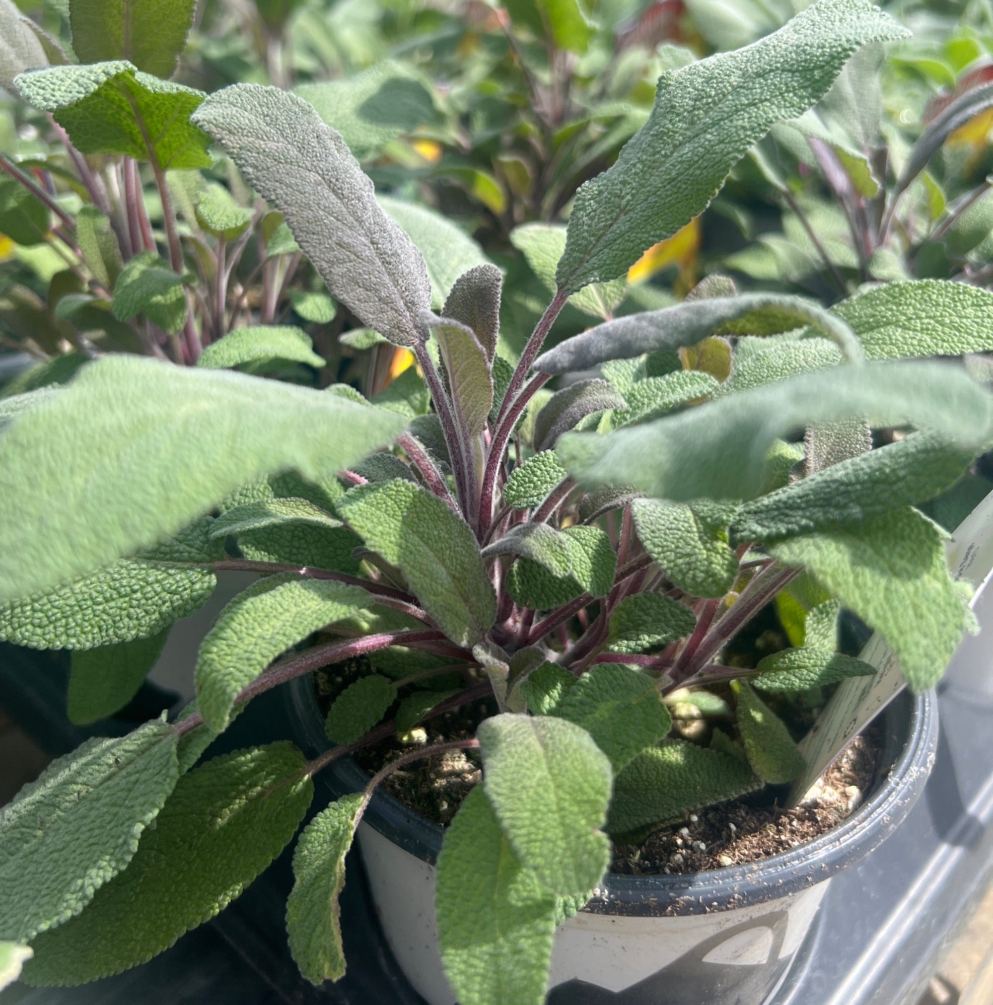 HERB 'Purple' Sage