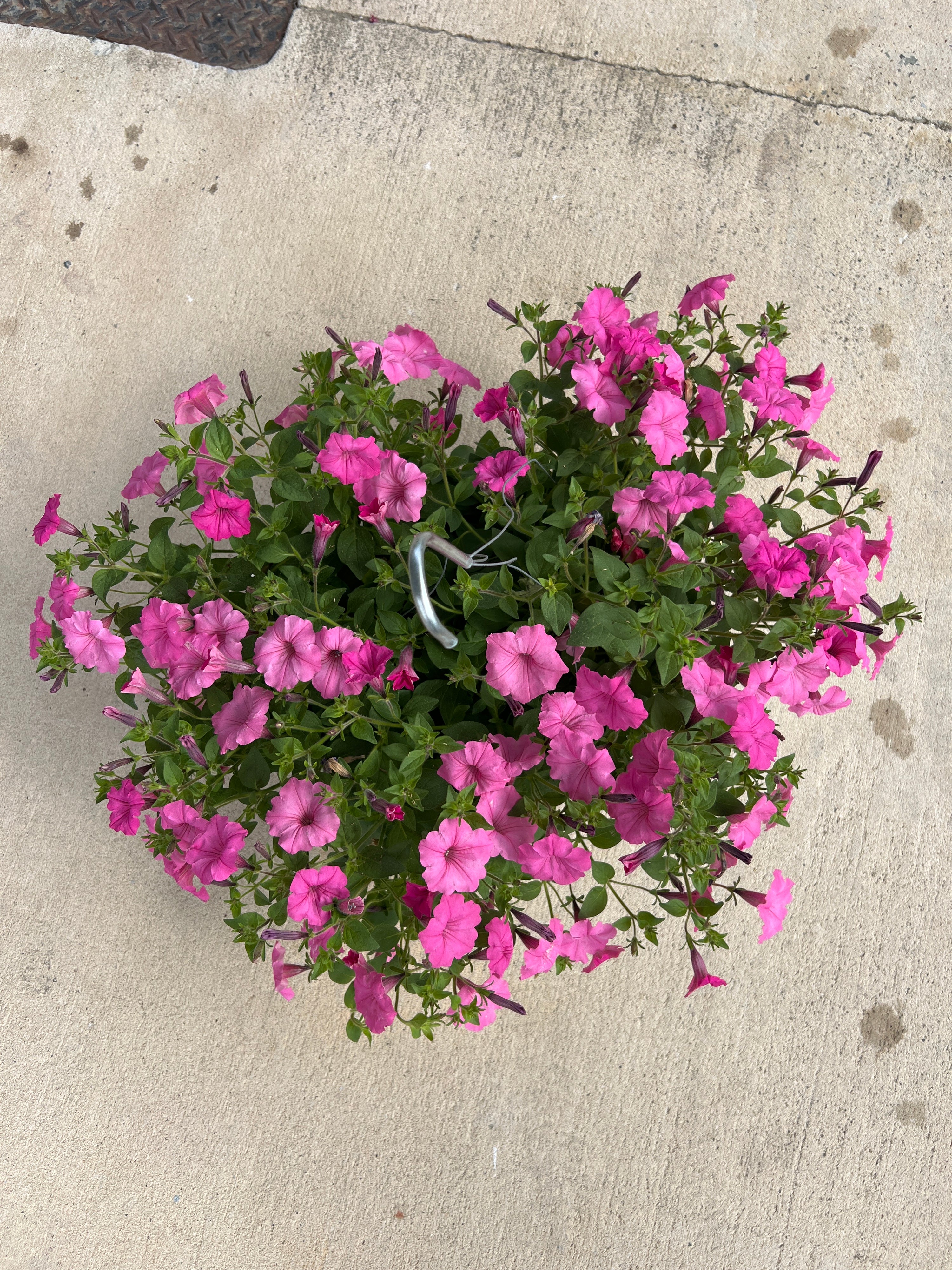 ANNUAL Petunia Bubblegum PW HB