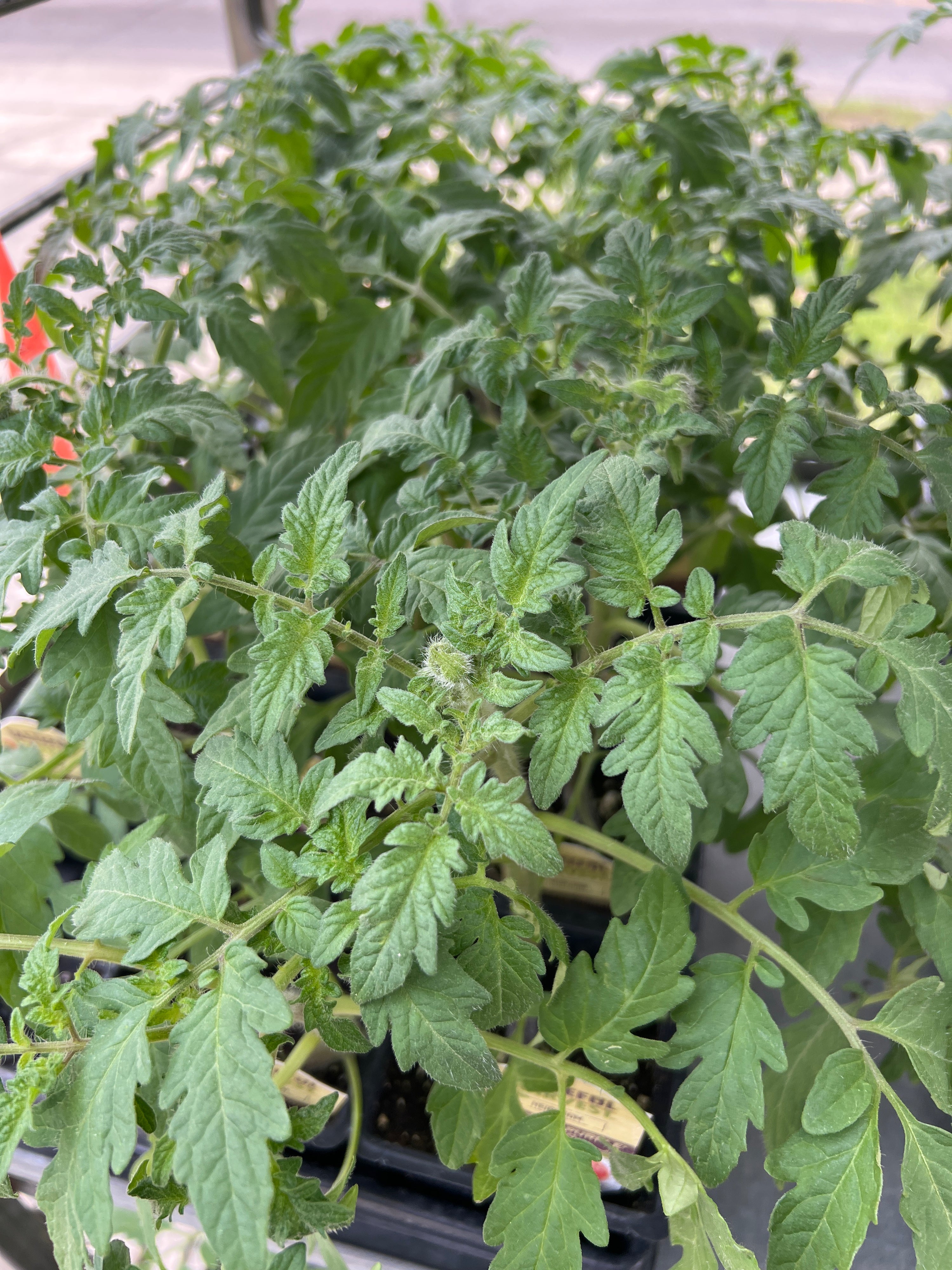 HARVEST Tomatoes 'Cherokee Purple'
