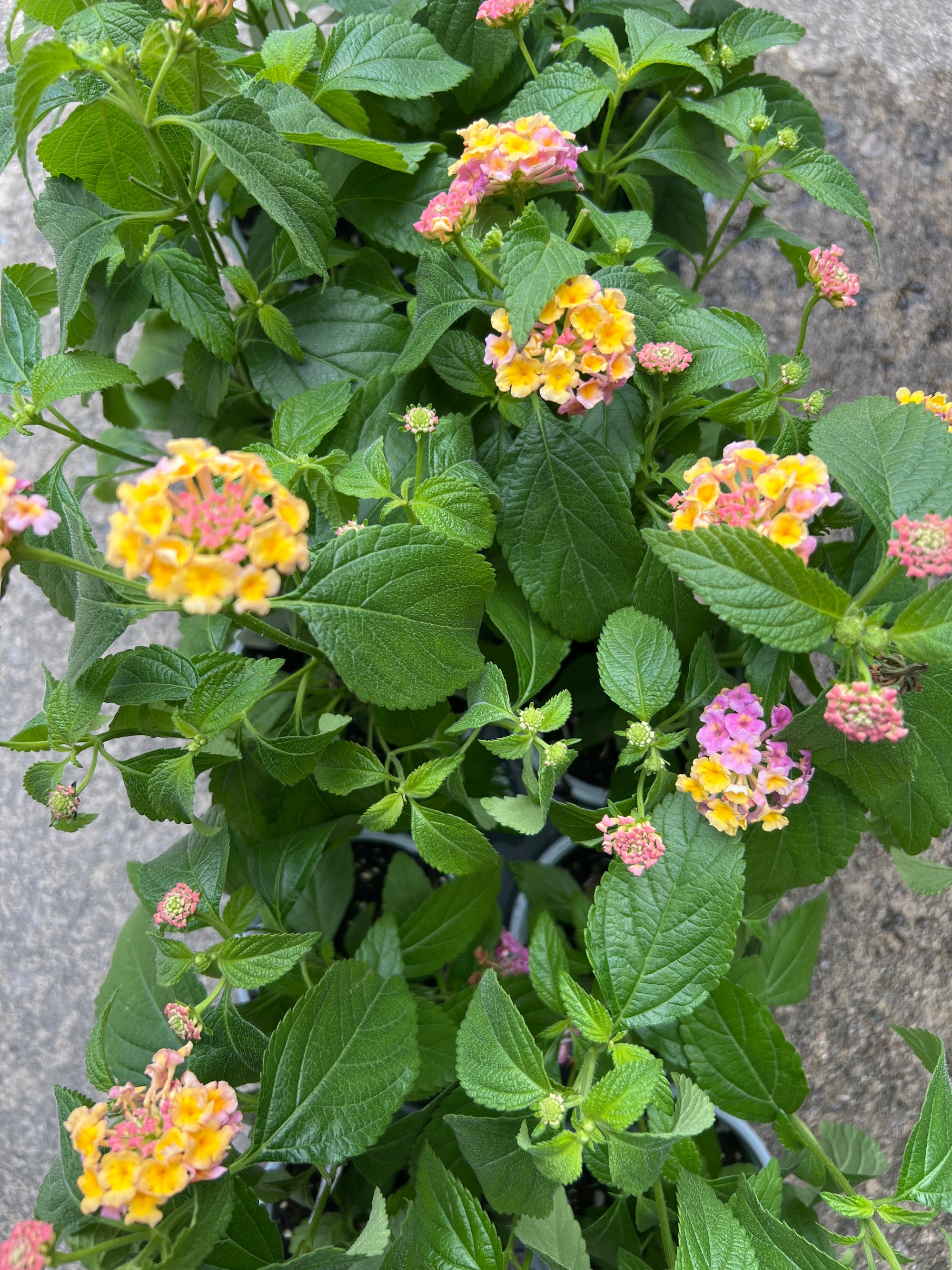 ANNUAL Lantana Lucky Pink
