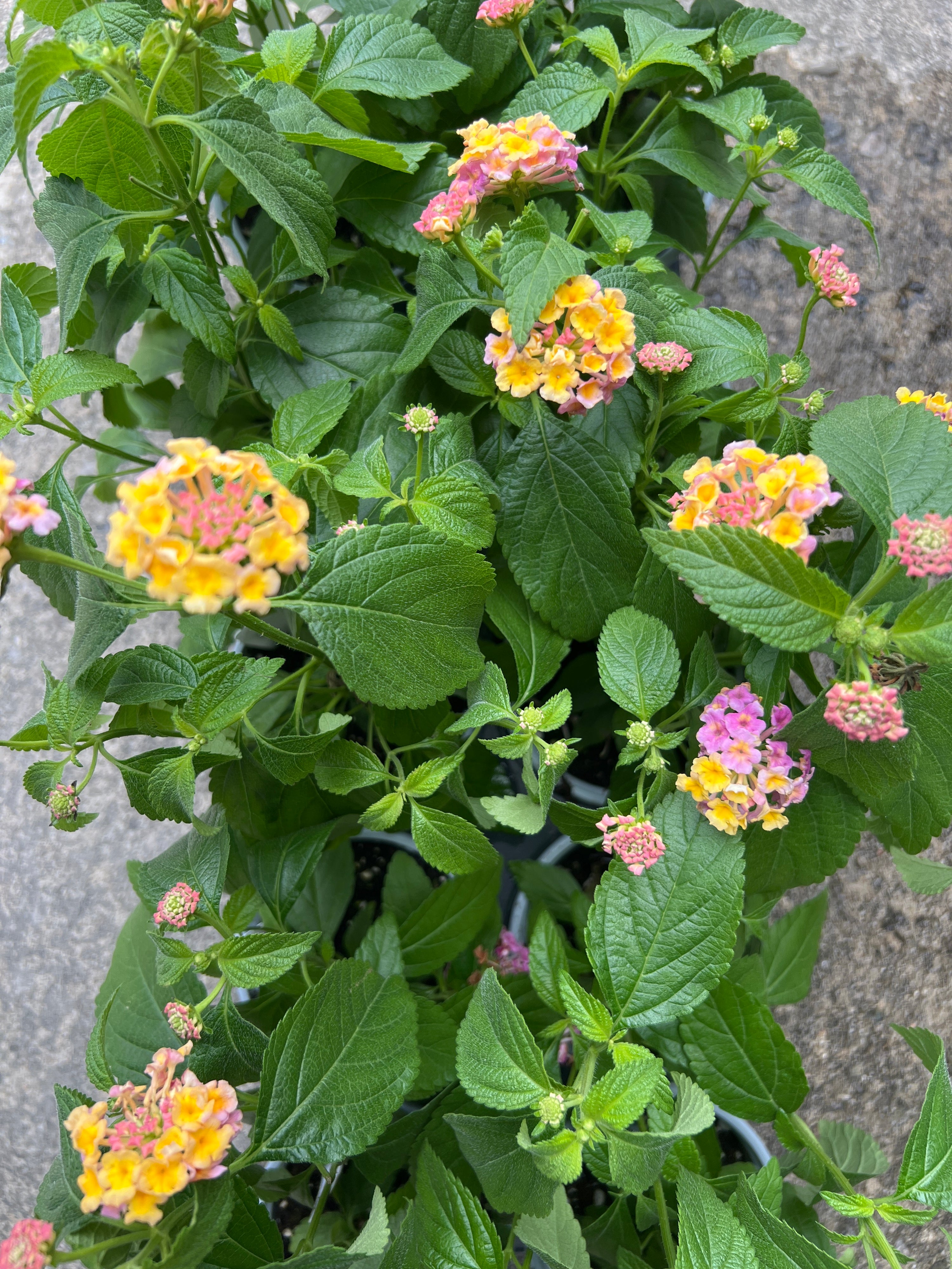 ANNUAL Lantana Lucky Pink
