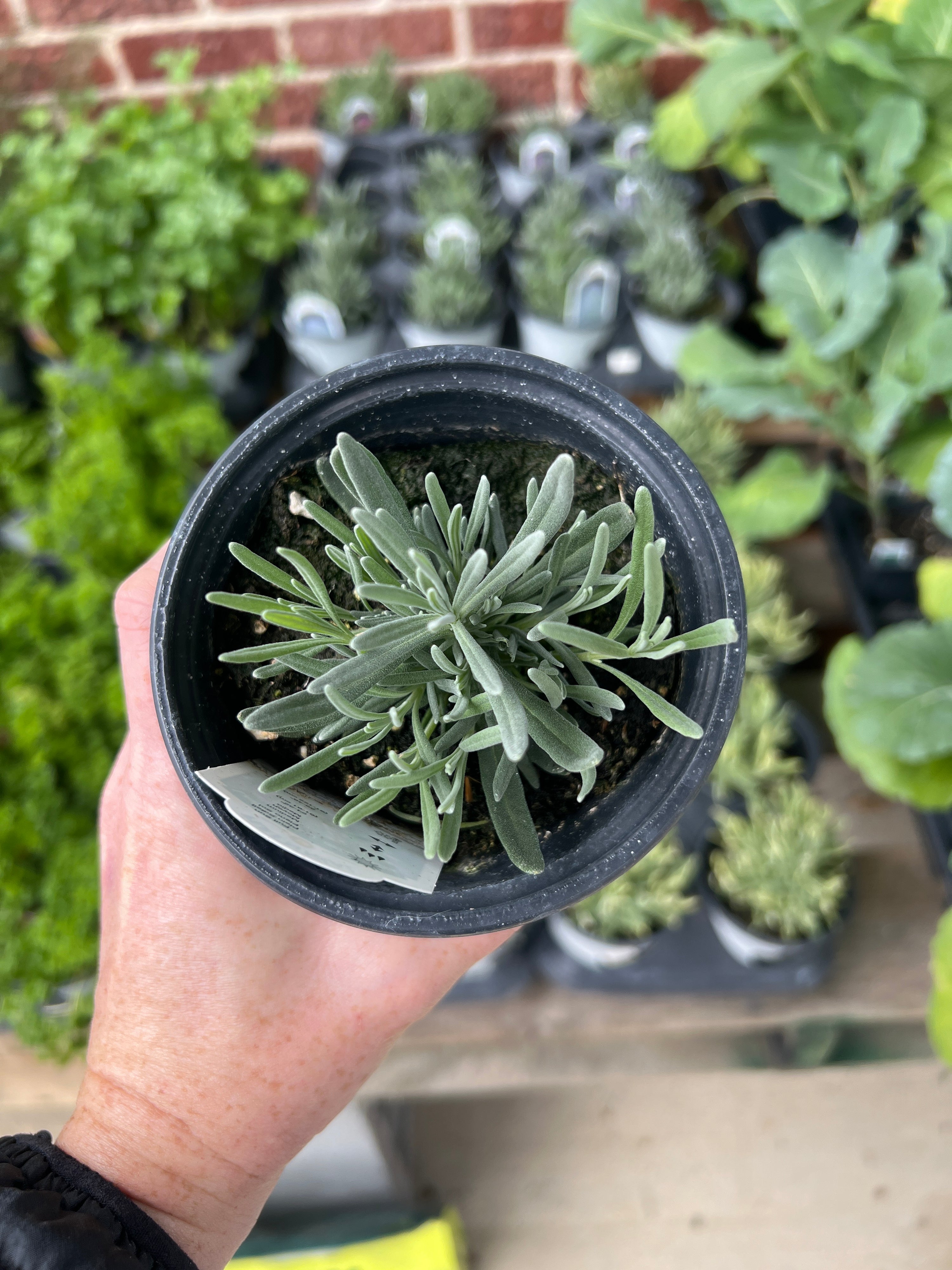 HERB 'Phenomenal' Lavender