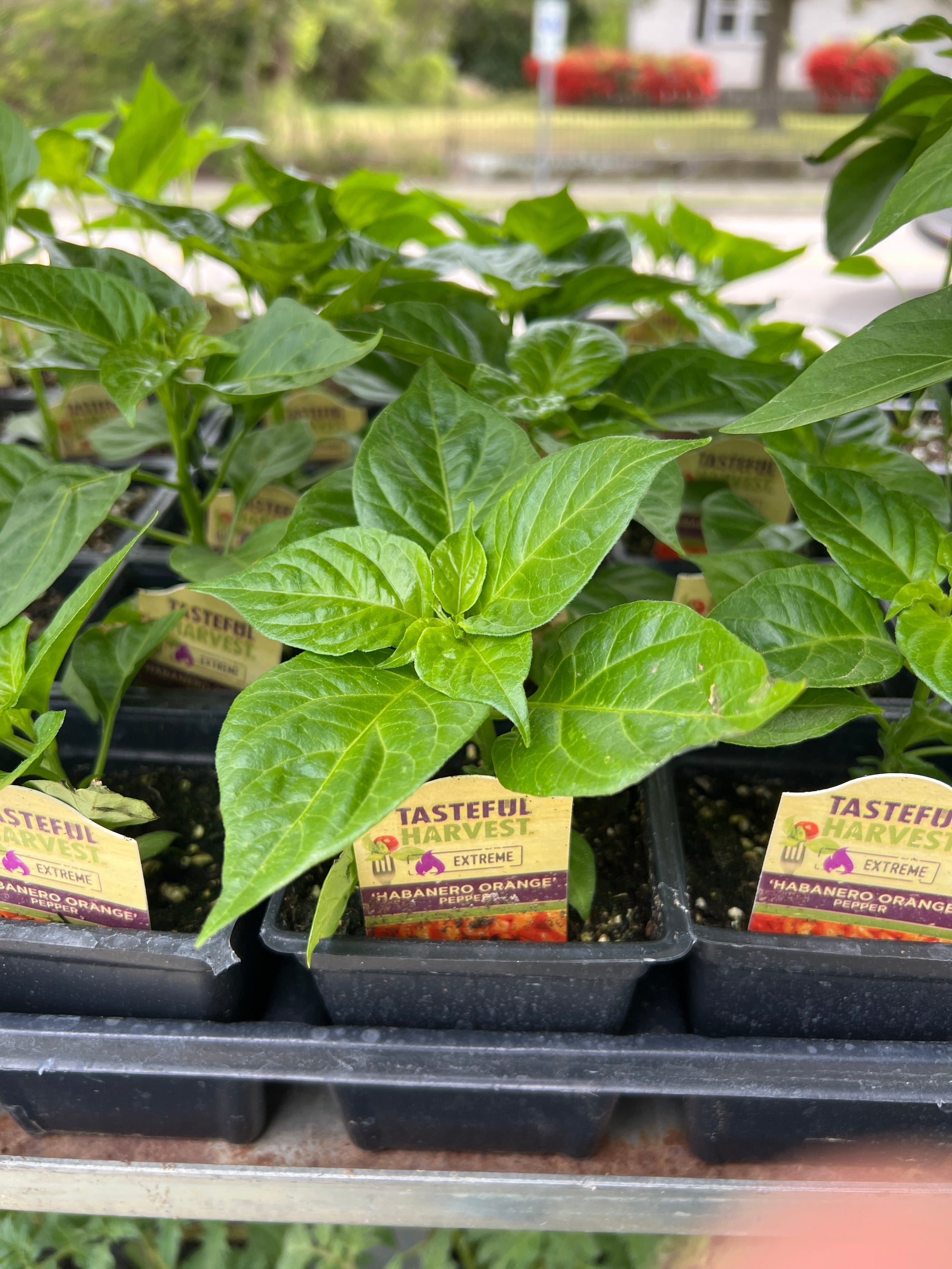HARVEST Peppers Habanero Orange