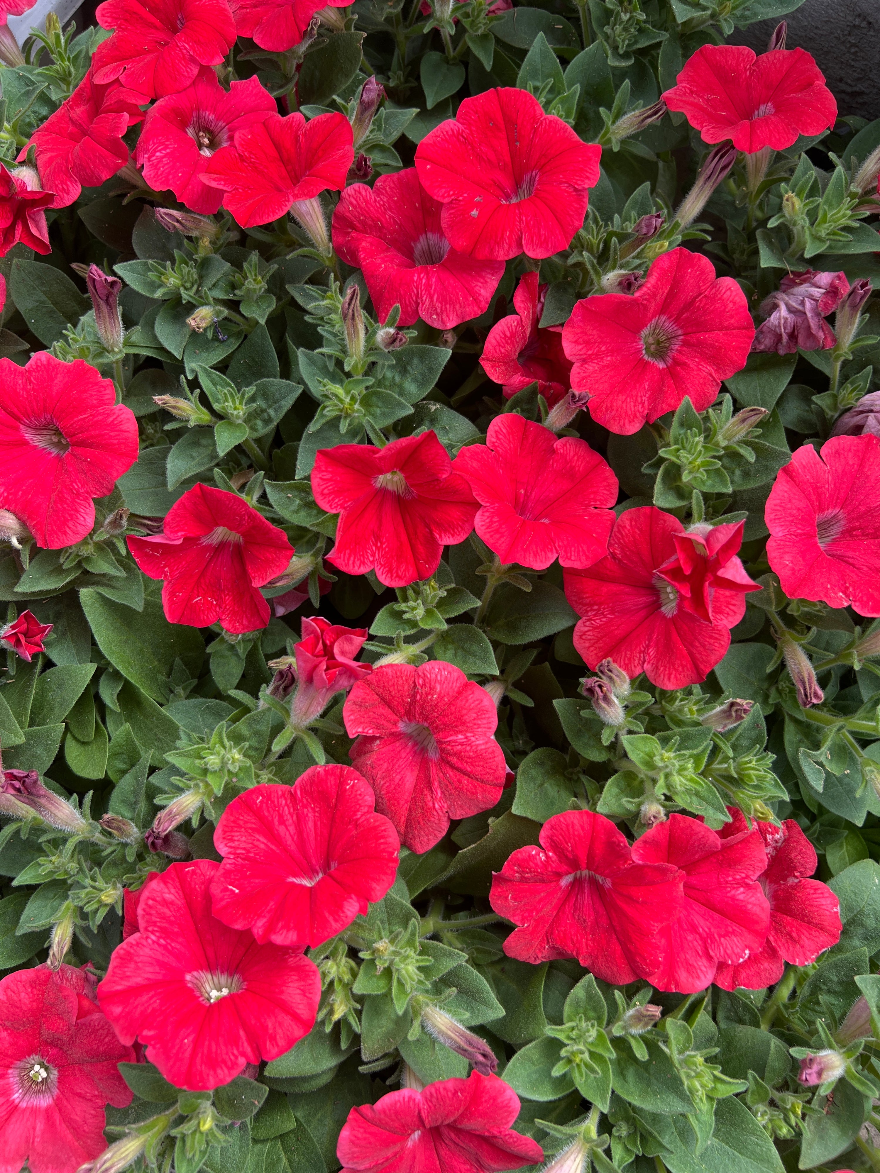 ANNUAL Petunia Cannon Ball Coral
