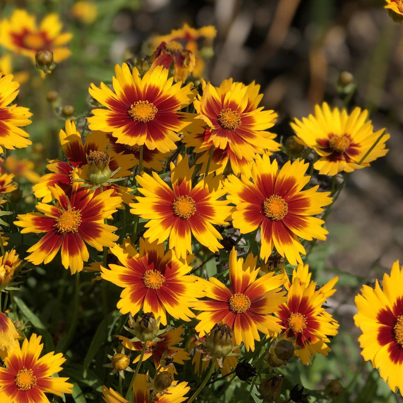 Close-up of yellow and red flowers with a blurred background