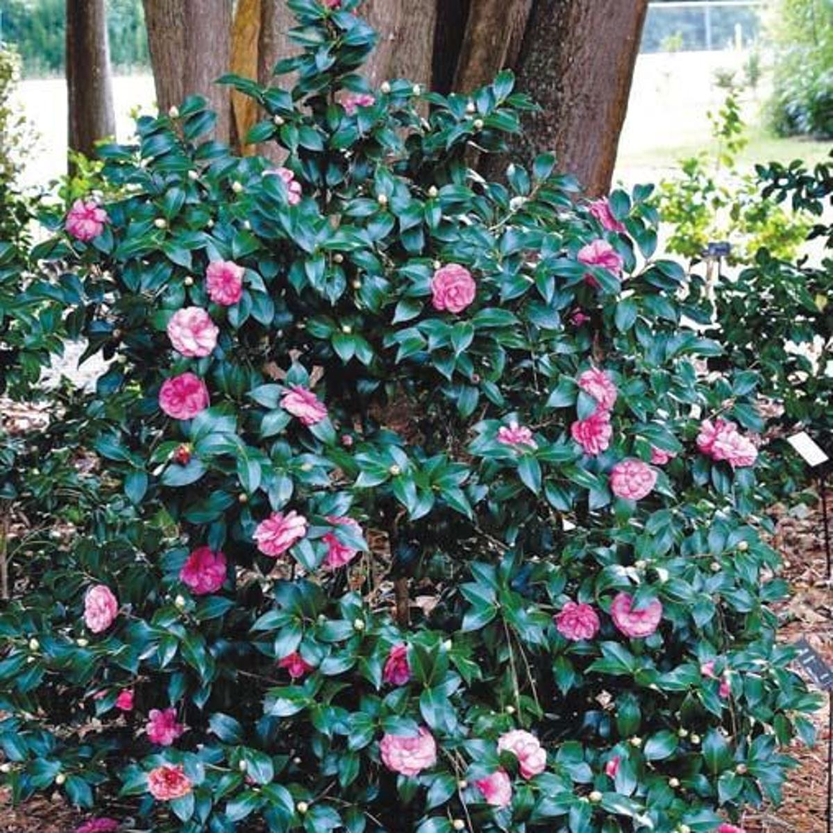 Flowering bush with pink flowers and green leaves in a garden setting.