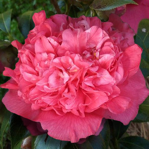 Camellia japonica ‘Kumasaka’