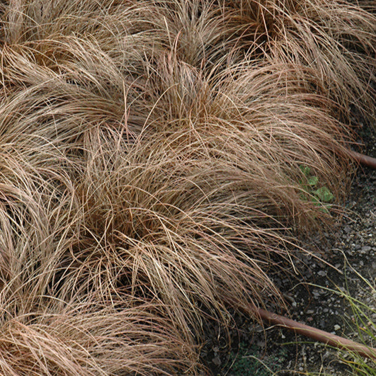 Carex 'Bronco'