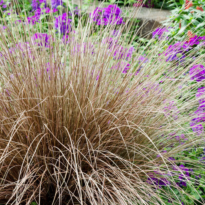 Carex 'Bronco'