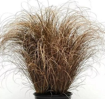 Carex 'Bronco'