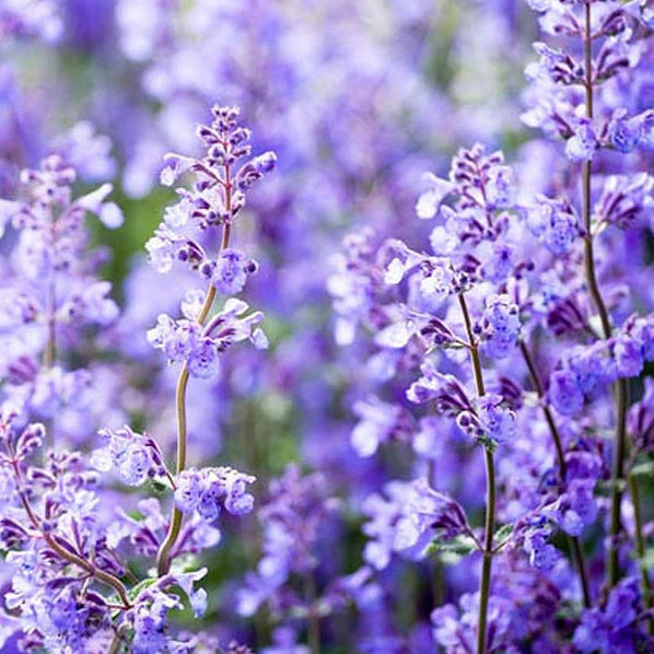 Walker's Low Catmint