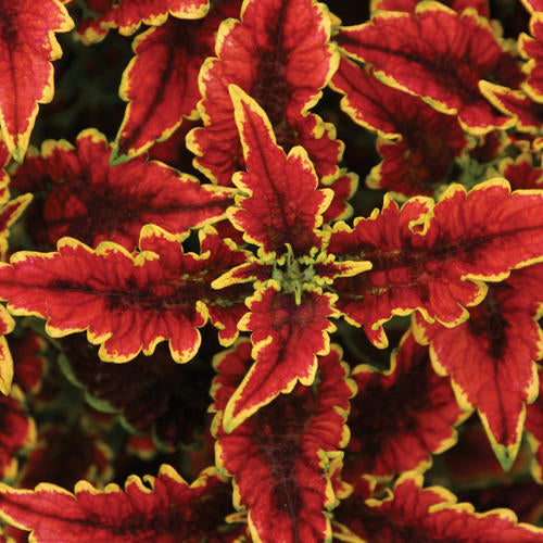 Coleus ColorBlaze® El Brighto