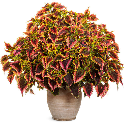 Coleus ColorBlaze® El Brighto