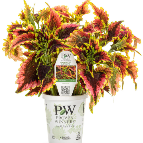 Coleus ColorBlaze® El Brighto