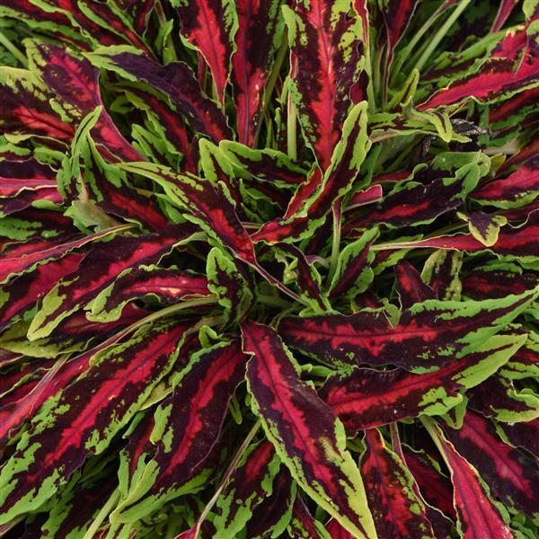 Coleus MicroBlaze™ Spitfire