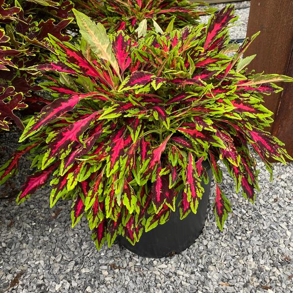Coleus MicroBlaze™ Spitfire