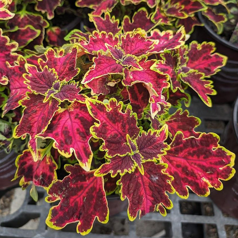 Coleus 'Solar Flare'