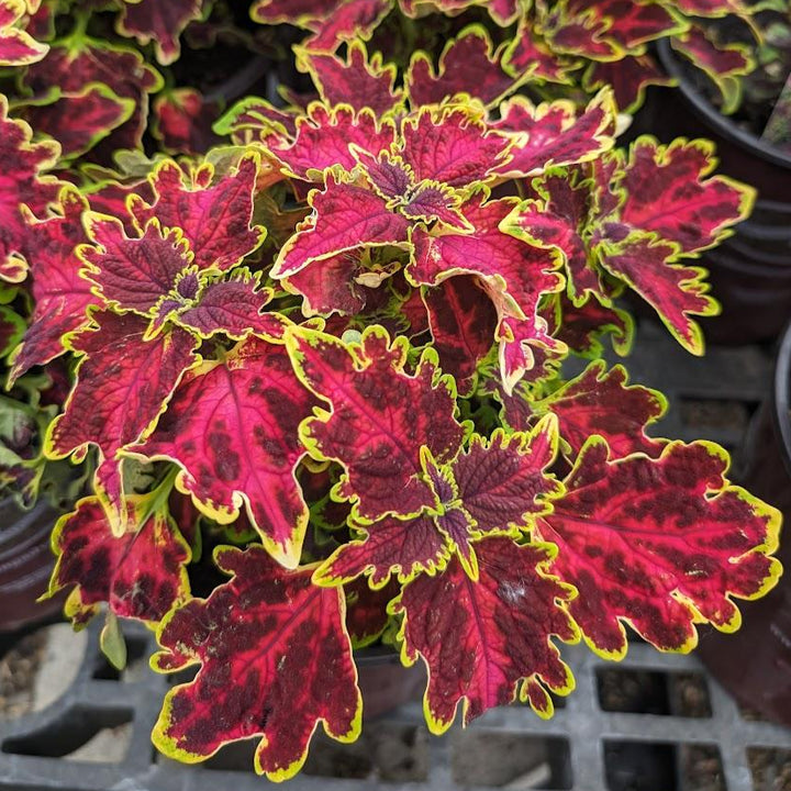 Coleus 'Solar Flare'